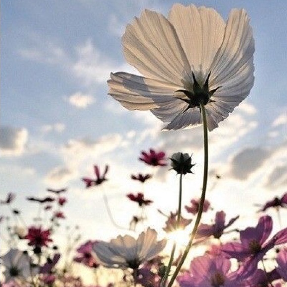 Meet your Posher, Carole Anne - Picture 1 of 1